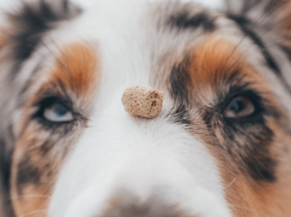 Hundegodbiter til hund på nesen