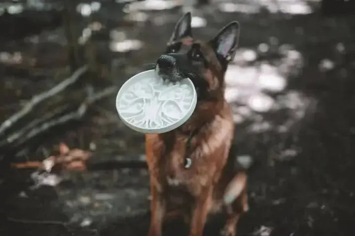 PRE-ORDER Bodhi &amp; The Birchtree Slow Feeder | Elderflower  |  Pawesomeday.no