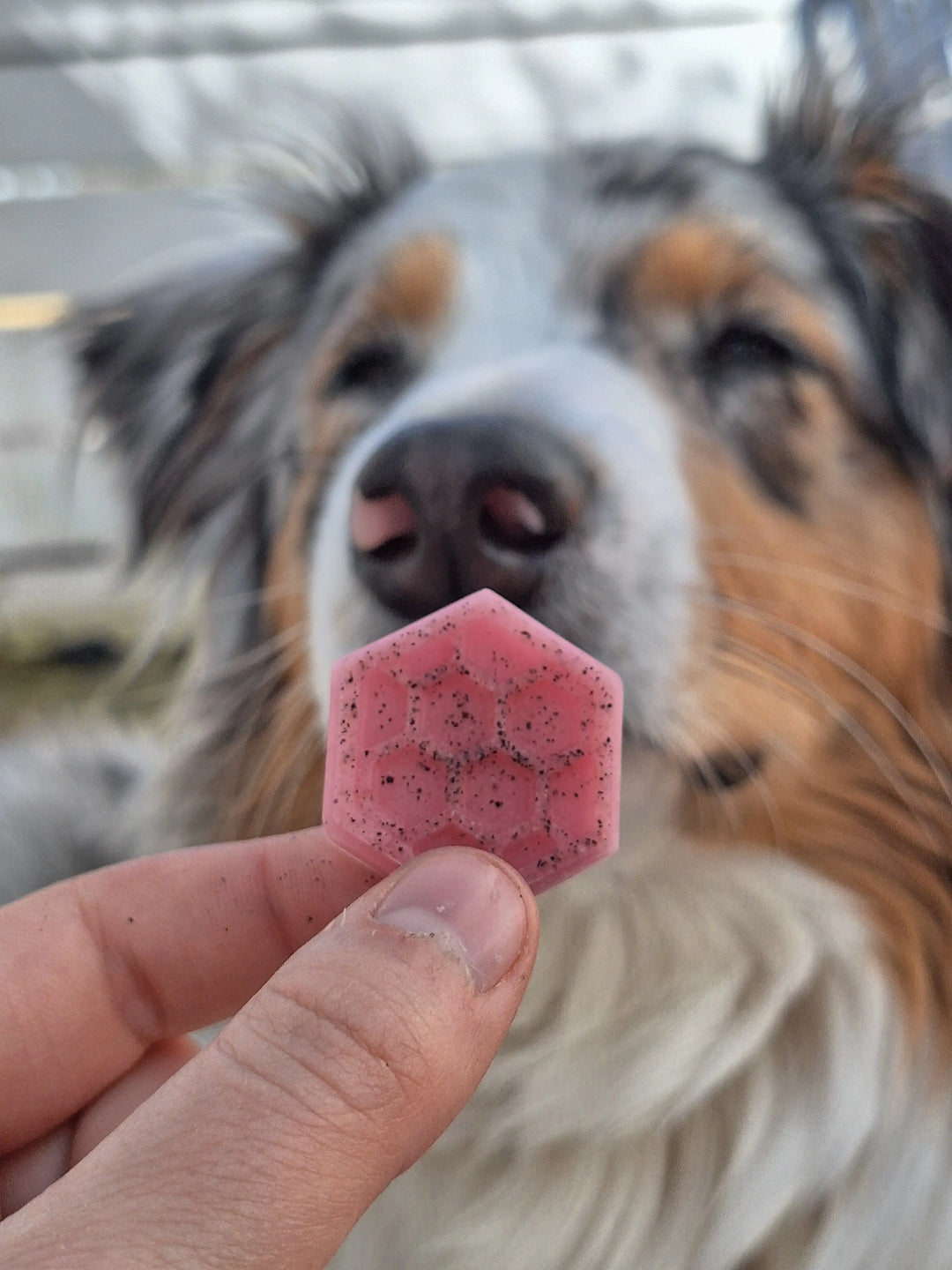 Honningbie isbitform | Isbitform til hund  |  Pawesomeday.no