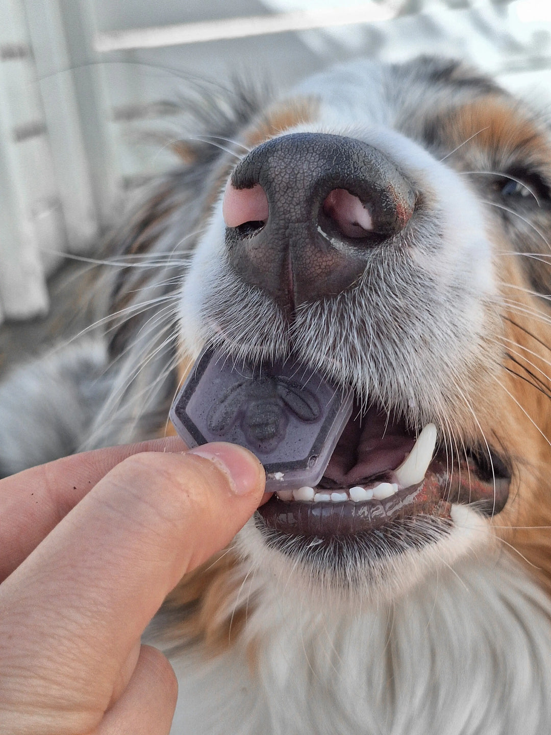 Honningbie isbitform | Isbitform til hund  |  Pawesomeday.no