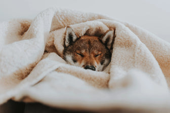 Hund som sover under et krem teppe i merinoull