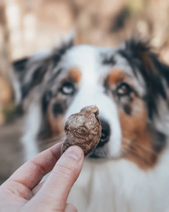 Hånd holder et frysetørket andehjerte foran en hund