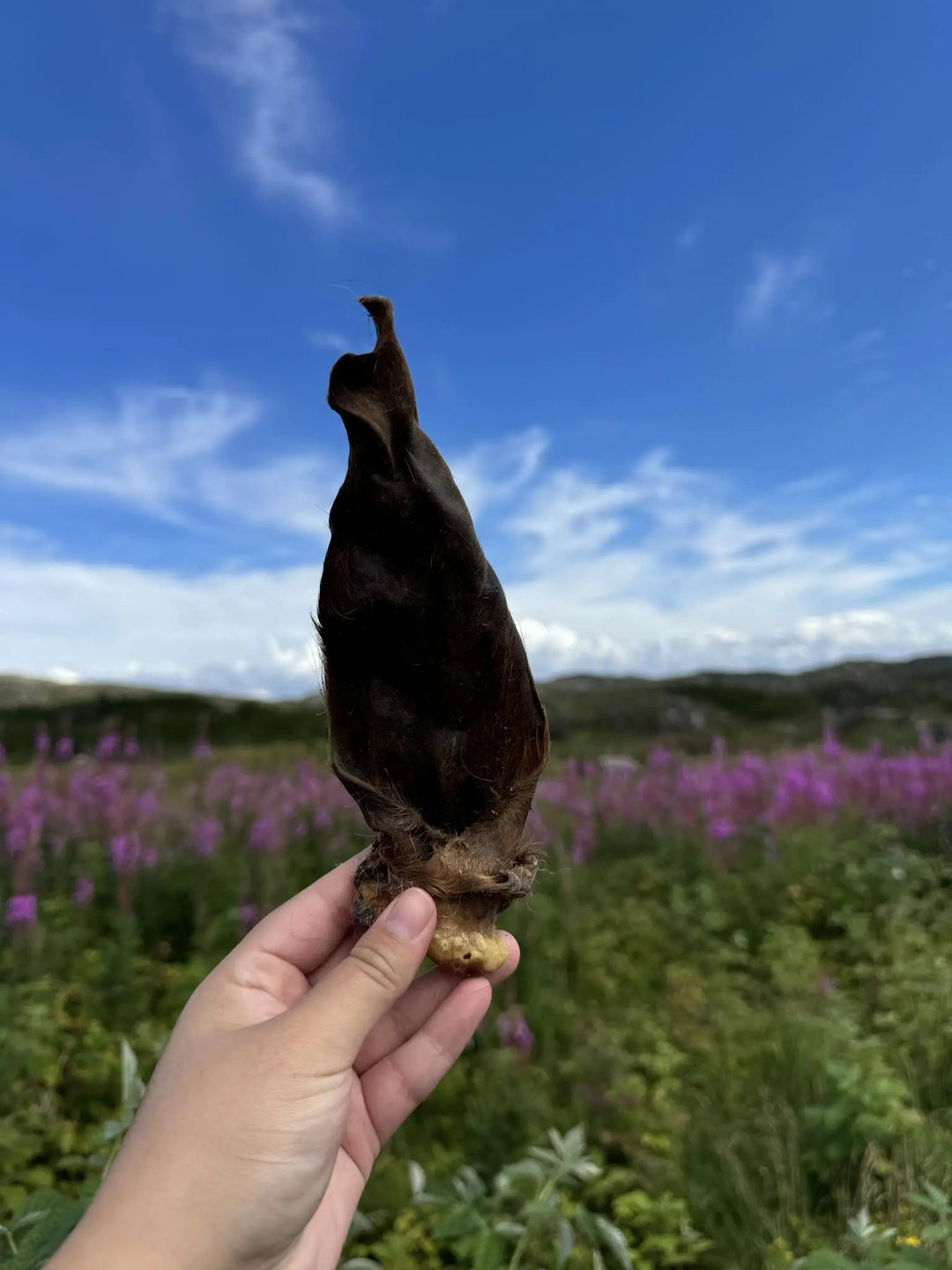 Naturlige lammeører med pels for hund | 250g  |  Pawesomeday.no