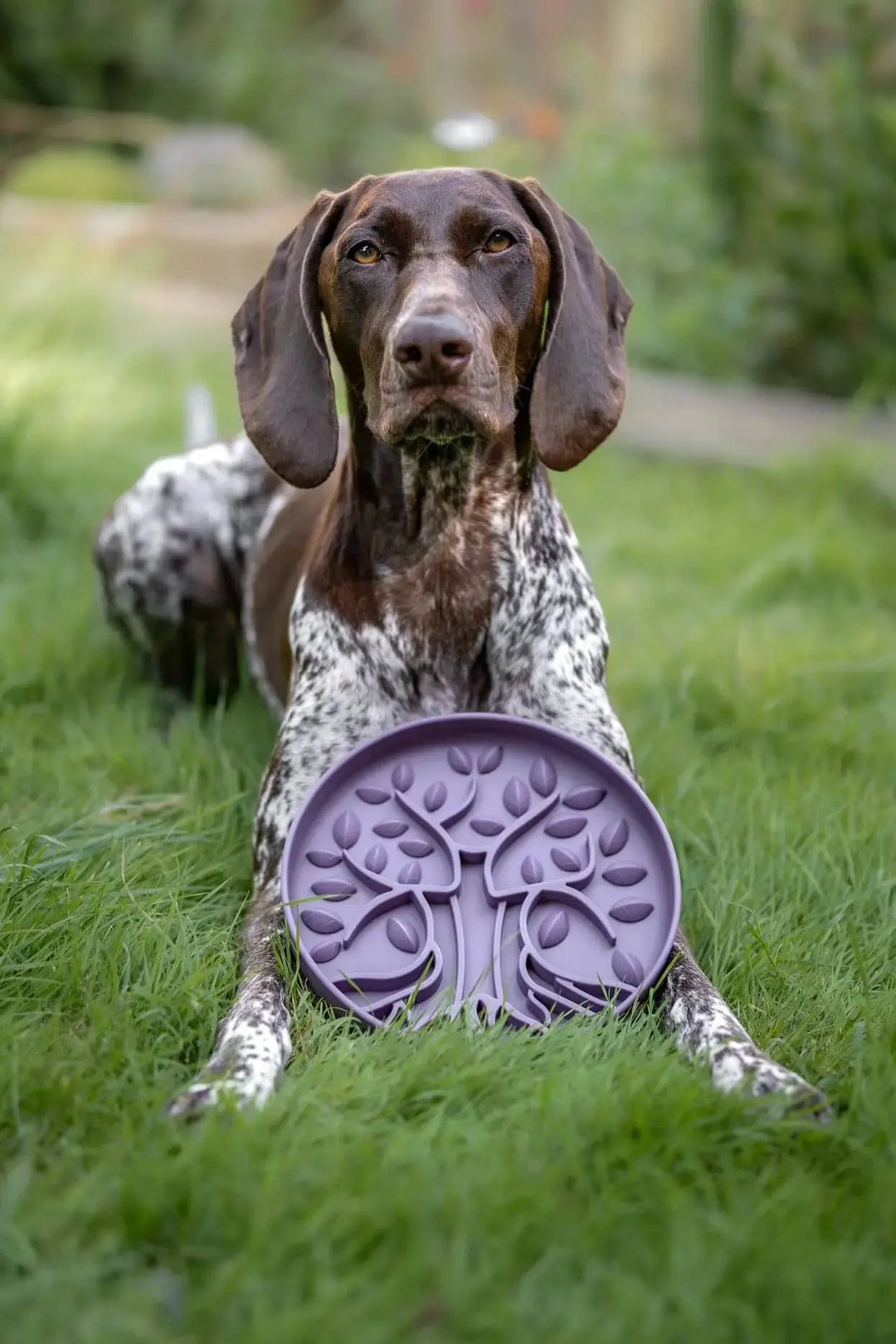 PRE-ORDER Bodhi &amp; The Birchtree Slow Feeder Bowl | Damson  |  Pawesomeday.no